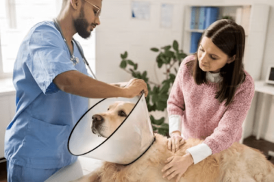 Veterinarians